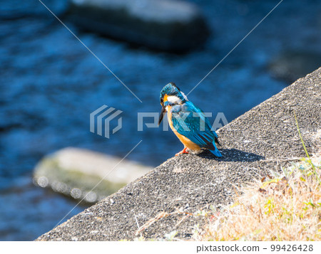 Kingfisher perching on a cherry tree branch 99426428