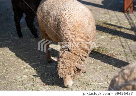 Winter-haired sheep Winter-haired sheep 99426487