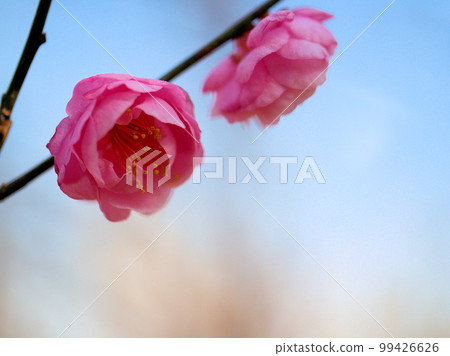 Red plum blossoms blooming in January "Ikuyonezame" Red plum blossoms blooming in January "Ikuyonezame" 99426626