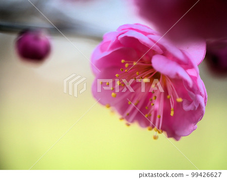 Red plum blossoms blooming in January "Ikuyonezame" Red plum blossoms blooming in January "Ikuyonezame" 99426627