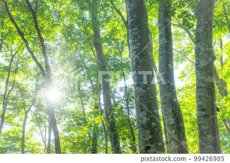 The sun shining through the fresh green beech forest (Oyama Kaiganari) 99426985