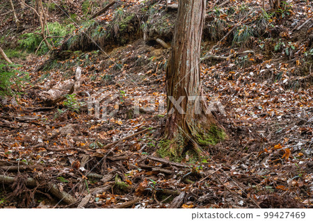 Forest scenery of Katano where fallen leaves pile up Forest scenery of Katano where fallen leaves pile up 99427469