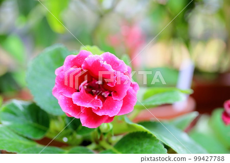 煙草花大岩桐 99427788