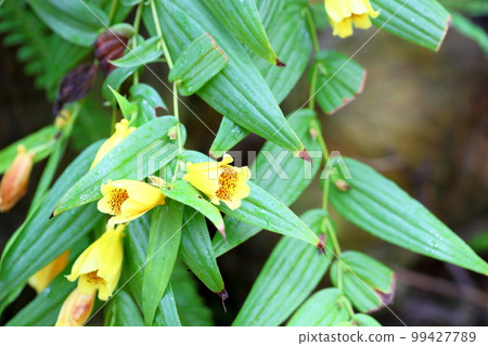 Kijorou Hototogisu花 99427789