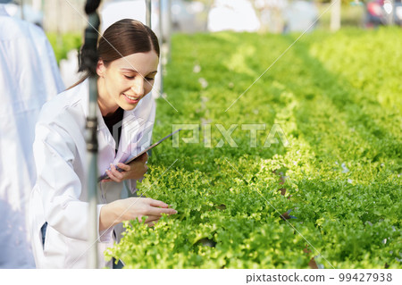 Science team working and researching in hydro and organic farm. Quality check, laboratory greenhouse concept. 99427938