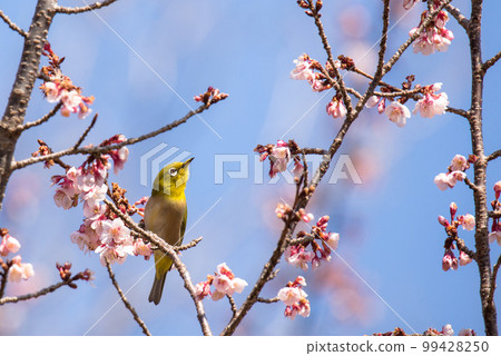 Calm spring white-eye Calm spring white-eye 99428250