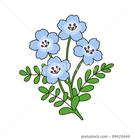 Nemophila Nemophila 99428449
