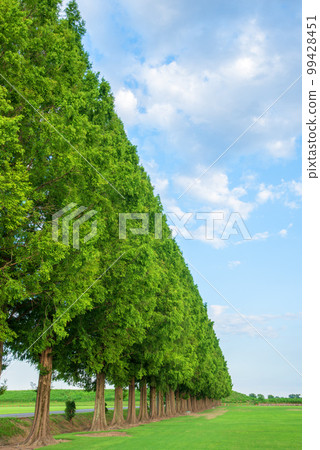 水杉樹,盛夏,荒川河床 水杉樹,盛夏,荒川河床 99428451