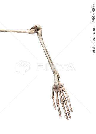 Human skeleton arm isolated on white background. Skeletal system anatomy, science, medical education concept. High quality photo 99429000