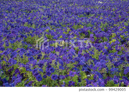 Texture small bright flowers macro Texture small bright flowers macro 99429005