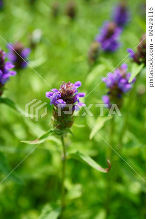 4257 Nepenthes 99429116