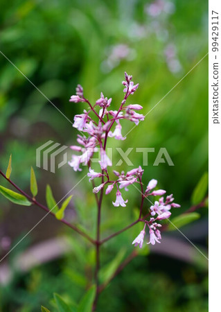 4256 Rafuma 99429117