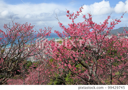 沖繩縣名護市琉球寒緋櫻,日本最早開花的品種之一,在名護城公園櫻花園和下方蔚藍的名護灣 沖繩縣名護市琉球寒緋櫻,日本最早開花的品種之一,在名護城公園櫻花園和下方蔚藍的名護灣 99429745