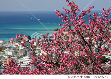 Nago City, Okinawa Prefecture Ryukyu Kanhizakura, one of the earliest blooming varieties in Japan, in the Nago Castle Park Sakura Garden and the blue Nago Bay below Nago City, Okinawa Prefecture Ryukyu Kanhizakura, one of the earliest blooming varieties in Japan, in the Nago Castle Park Sakura Garden and the blue Nago Bay below 99429747