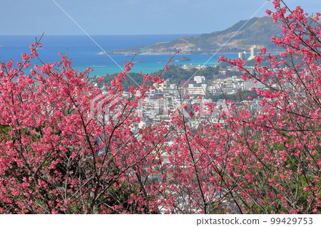 沖繩縣名護市琉球寒緋櫻，日本最早開花的品種之一，在名護城公園櫻花園和下方蔚藍的名護灣 99429753