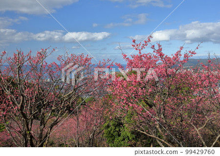 Nago City, Okinawa Prefecture Ryukyu Kanhizakura, one of the earliest blooming varieties in Japan, in the Nago Castle Park Sakura Garden and the blue Nago Bay below Nago City, Okinawa Prefecture Ryukyu Kanhizakura, one of the earliest blooming varieties in Japan, in the Nago Castle Park Sakura Garden and the blue Nago Bay below 99429760
