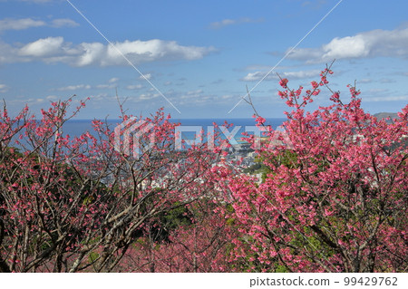 Nago City, Okinawa Prefecture Ryukyu Kanhizakura, one of the earliest blooming varieties in Japan, in the Nago Castle Park Sakura Garden and the blue Nago Bay below 99429762
