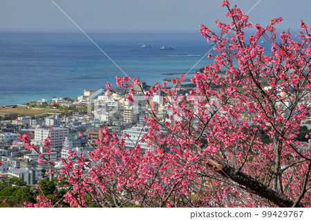沖繩縣名護市琉球寒緋櫻,日本最早開花的品種之一,在名護城公園櫻花園和下方蔚藍的名護灣 沖繩縣名護市琉球寒緋櫻,日本最早開花的品種之一,在名護城公園櫻花園和下方蔚藍的名護灣 99429767