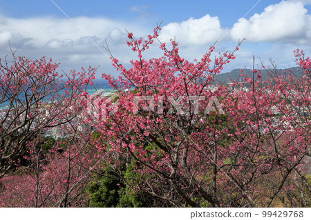 沖繩縣名護市琉球寒緋櫻，日本最早開花的品種之一，在名護城公園櫻花園和下方蔚藍的名護灣 99429768