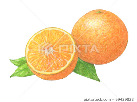 帶葉子的橙色水彩鉛筆模擬插圖 99429828