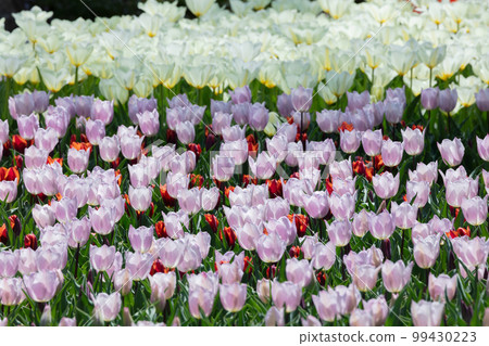 Tulip flower 99430223
