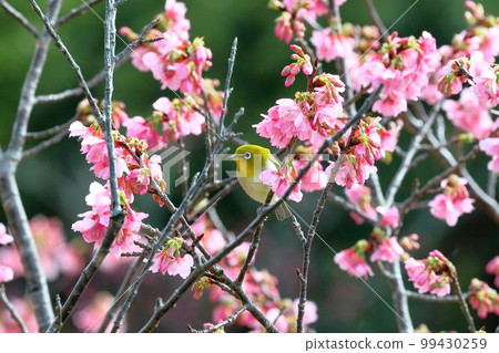 沖繩縣名護市名護城公園櫻花園棲息於南西諸島的琉球白眼櫻和日本最早開花的琉球寒緋櫻 99430259