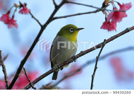 Nago Castle Park Sakura Garden, Nago City, Okinawa Prefecture Ryukyu white-eye that inhabits the Nansei Islands and Ryukyu Kanhizakura that blooms the earliest in Japan 99430260