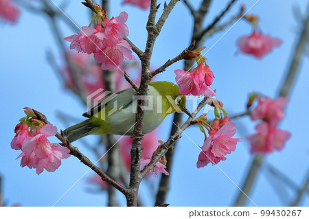 沖繩縣名護市名護城公園櫻花園棲息於南西諸島的琉球白眼櫻和日本最早開花的琉球寒緋櫻 沖繩縣名護市名護城公園櫻花園棲息於南西諸島的琉球白眼櫻和日本最早開花的琉球寒緋櫻 99430267