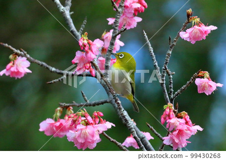 沖繩縣名護市名護城公園櫻花園棲息於南西諸島的琉球白眼櫻和日本最早開花的琉球寒緋櫻 99430268