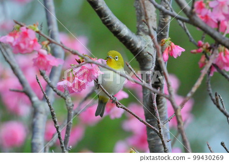 沖繩縣名護市名護城公園櫻花園棲息於南西諸島的琉球白眼櫻和日本最早開花的琉球寒緋櫻 99430269