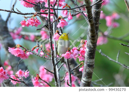 Nago Castle Park Sakura Garden, Nago City, Okinawa Prefecture Ryukyu white-eye that inhabits the Nansei Islands and Ryukyu Kanhizakura that blooms the earliest in Japan Nago Castle Park Sakura Garden, Nago City, Okinawa Prefecture Ryukyu white-eye that inhabits the Nansei Islands and Ryukyu Kanhizakura that blooms the earliest in Japan 99430270