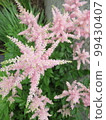 Fluffy flower Astilbe 99430407