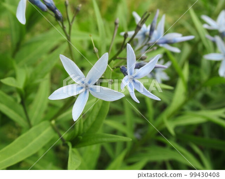 小藍花Chojisou 小藍花Chojisou 99430408