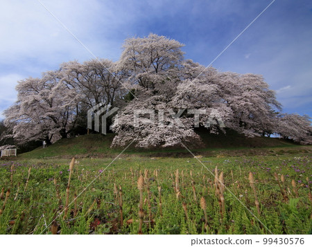 Spring Seven Koshiyama Ancient Tomb 99430576