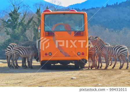 [山口縣]秋吉台自然動物園Safari Land Feeding Bus 99431011