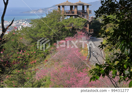沖繩縣名護市琉球寒緋櫻，日本最早開花的品種之一，在名護城公園櫻花園和下方蔚藍的名護灣 99431277