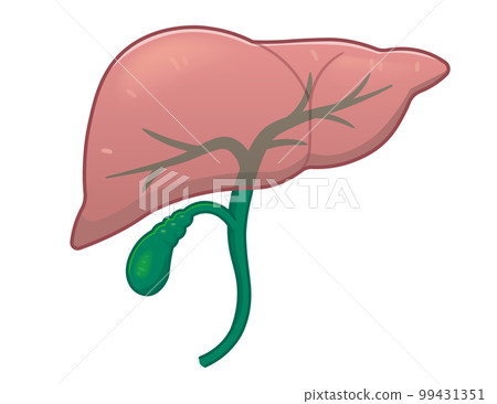 Illustration of the liver, gallbladder, and biliary tract 99431351