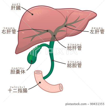 肝臟、膽囊、膽道和十二指腸的插圖 肝臟、膽囊、膽道和十二指腸的插圖 99431355