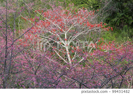 沖繩縣名護市:名護城公園櫻花園內日本最早開花的品種之一琉球寒緋櫻 沖繩縣名護市:名護城公園櫻花園內日本最早開花的品種之一琉球寒緋櫻 99431482