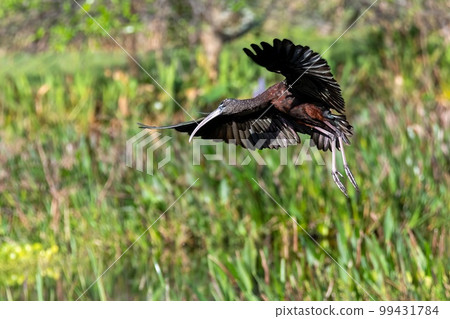 Glossy Ibis - Plegadis falcinellus - landing Green Cay Nature Center wetlands. 99431784