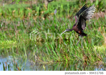 Glossy Ibis - Plegadis falcinellus - landing Green Cay Nature Center wetlands. 99431786