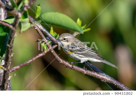 Yellow-rumped Warbler - Dendroica coronata - in Green Cay Nature Center. 99431802