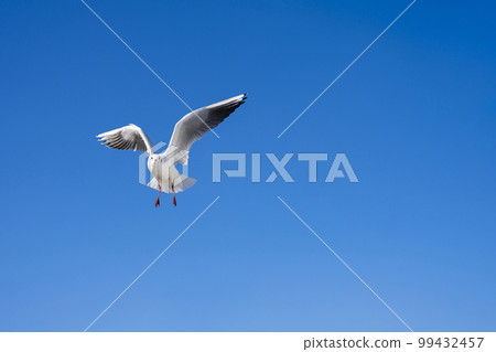 海鷗 99432457
