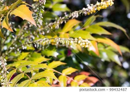埼玉縣狹山市築山公園 Mahonia Charity 埼玉縣狹山市築山公園 Mahonia Charity 99432487