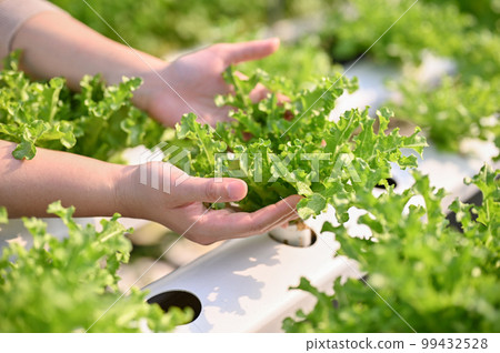 Close-up image of a female framer's hands picking up or harvesting fresh hydroponic salad Close-up image of a female framer's hands picking up or harvesting fresh hydroponic salad 99432528