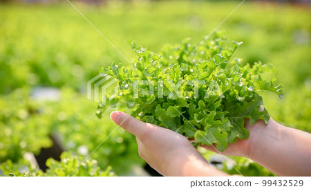Close-up image of a woman's hands holding a fresh organic salad vegetable, picking or harvesting 99432529