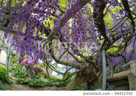 Wisteria of Kichijoji (Kitakyushu City, Fukuoka Prefecture) [Spring in April] 99432592