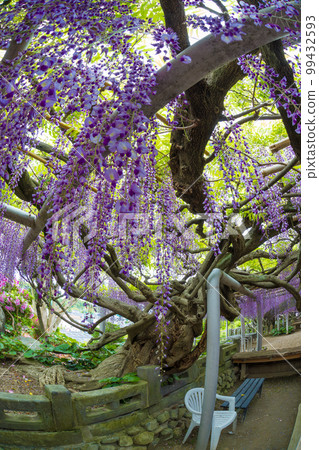 Wisteria of Kichijoji (Kitakyushu City, Fukuoka Prefecture) [Spring in April] 99432593