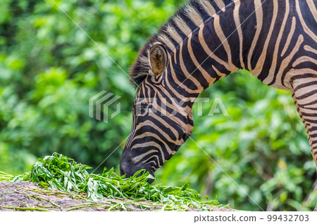 Zebra portrait face and head between eating Zebra portrait face and head between eating 99432703