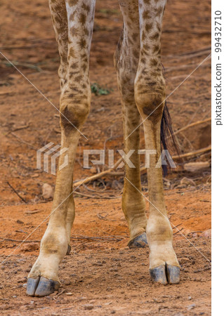 Foot of Masai giraffe 99432710